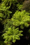 aerial-walkway;aerial-walkways;bush;Cythea-dealbata;fern;ferns;forest;forests;green;Hokitika;lush;N.Z.;native-bush;native-forest;native-forests;native-tree;native-trees;native-woods;natural;nature;New-Zealand;NZ;ponga;pongas;punga;pungas;S.I.;SI;silver-fern;silver-ferns;South-Is;South-Island;Sth-Is;tree;tree-fern;tree-ferns;Tree-top-Walk;Tree-top-Walkway;tree_fern;tree_ferns;Tree_top-Walk;Tree_top-Walkway;treefern;trees;Treetop-Walk;Treetop-Walkway;verdant;walkway;walkways;West-Coast;West-Coast-Treetop-Walk;West-Coast-Treetop-Walkway;Westland;wood;woods