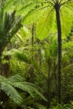 beautiful;beauty;bush;endemic;fern;ferns;forest;forests;green;native;native-bush;natives;natural;nature;New-Zealand;nikau;nikau-palm;nikaus;Nothofagus;Paparoa-National-Park;ponga;pongas;Punakaiki;punga;pungas;rain-forest;rain-forests;rain_forest;rain_forests;rainforest;rainforests;scene;scenic;South-Island;southern-beeches;tree;tree-fern;tree-ferns;trees;Truman-Track;West-Coast;westland