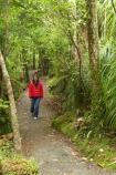 beautiful;beauty;bush;endemic;fern;ferns;forest;forests;green;native;native-bush;natives;natural;nature;new-zealand;Nothofagus;Paparoa-National-Park;people;person;ponga;pongas;Punakaiki;punga;pungas;rain-forest;rain-forests;rain_forest;rain_forests;rainforest;rainforests;red-jacket;scene;scenic;south-island;southern-beeches;tree;tree-fern;tree-ferns;trees;Truman-Track;walker;walkers;west-coast;westland