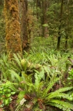 beautiful;beauty;bush;endemic;fern;ferns;forest;forests;green;Kahurangi-National-Park;Karamea;lush;national-park;national-parks;native;native-bush;natives;natural;nature;New-Zealand;Nothofagus;Oparara-Basin;ponga;pongas;punga;pungas;rain-forest;rain-forests;rain_forest;rain_forests;rainforest;rainforests;scene;scenic;South-Island;southern-beeches;timber;tree;tree-fern;tree-ferns;tree-trunk;tree-trunks;trees;trunk;trunks;verdant;West-Coast;Westland;wood;woods
