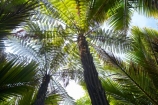 beautiful;beauty;bush;endemic;fern;ferns;forest;forests;Great-Walk;green;Heaphy-Track;Kahurangi-National-Park;Karamea;lush;national-park;national-parks;native;native-bush;natives;natural;nature;New-Zealand;nikau;nikau-palm;nikaus;Nothofagus;ponga;pongas;punga;pungas;rain-forest;rain-forests;rain_forest;rain_forests;rainforest;rainforests;scene;scenic;South-Island;southern-beeches;tree;tree-fern;tree-ferns;trees;verdant;West-Coast;Westland