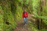 beautiful;beauty;bush;endemic;fern;ferns;forest;forests;Great-Walk;green;Heaphy-Track;hike;hiker;hikers;hiking;Kahurangi-National-Park;Karamea;moss;mosses;mossy;national-park;national-parks;native;native-bush;natives;natural;nature;New-Zealand;Nothofagus;people;person;ponga;pongas;punga;pungas;rain-forest;rain-forests;rain_forest;rain_forests;rainforest;rainforests;scene;scenic;South-Island;southern-beeches;track;tracks;tramp;tramper;trampers;tramping;tree;tree-fern;tree-ferns;trees;trek;treker;trekers;treking;trekker;trekkers;trekking;walk;walker;walkers;walking;walking-track;walking-tracks;West-Coast;Westland