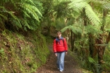 beautiful;beauty;bush;endemic;fern;ferns;forest;forests;Great-Walk;green;Heaphy-Track;hike;hiker;hikers;hiking;Kahurangi-National-Park;Karamea;moss;mosses;mossy;national-park;national-parks;native;native-bush;natives;natural;nature;New-Zealand;Nothofagus;people;person;ponga;pongas;punga;pungas;rain-forest;rain-forests;rain_forest;rain_forests;rainforest;rainforests;scene;scenic;South-Island;southern-beeches;track;tracks;tramp;tramper;trampers;tramping;tree;tree-fern;tree-ferns;trees;trek;treker;trekers;treking;trekker;trekkers;trekking;walk;walker;walkers;walking;walking-track;walking-tracks;West-Coast;Westland