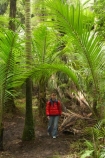 beautiful;beauty;bush;endemic;fern;ferns;forest;forests;Great-Walk;green;Heaphy-Track;hike;hiker;hikers;hiking;Kahurangi-National-Park;Karamea;lush;national-park;national-parks;native;native-bush;natives;natural;nature;New-Zealand;nikau;nikau-palm;nikaus;Nothofagus;people;person;ponga;pongas;punga;pungas;rain-forest;rain-forests;rain_forest;rain_forests;rainforest;rainforests;scene;scenic;South-Island;southern-beeches;tramp;tramper;trampers;tramping;tree;tree-fern;tree-ferns;trees;trek;treker;trekers;treking;trekker;trekkers;trekking;verdant;walk;walker;walkers;walking;West-Coast;Westland