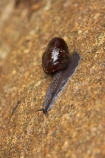 Giant-Carnivorous-Land-Snail;Kahurangi-National-Park;Karamea;national-park;national-parks;New-Zealand;Oparara-Basin;Powelliphanta-annectens;snail;snails;South-Island;West-Coast;Westland