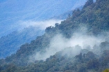 beautiful;beauty;Beech-Forest;bush;cloud;cloudy;endemic;fog;foggy;fogs;forest;forests;green;heritage-area;low-cloud;mist;mists;misty;N.Z.;native;native-bush;natives;natural;nature;New-Zealand;Nothofagus;NZ;rain-forest;rain-forests;rain_forest;rain_forests;rainforest;rainforests;S.I.;scene;scenic;SI;South-Island;southern-beeches;te-wahi-pounamu;te-wahipounamu;te-wahipounamu-south_west-new-zealand-world-heritage-area;timber;tree;trees;West-Coast;Westland;wood;woods;world-heirtage-site;world-heirtage-sites;world-heritage-area;world-heritage-areas