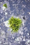 heritage-area;moist;moss;mosses;N.Z.;New-Zealand;NZ;rock;rocks;S.I.;SI;South-Island;te-wahi-pounamu;te-wahipounamu;te-wahipounamu-south_west-new-zealand-world-heritage-area;West-Coast;Westland;wet;world-heirtage-site;world-heirtage-sites;world-heritage-area;world-heritage-areas