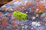 heritage-area;moist;moss;mosses;N.Z.;New-Zealand;NZ;rock;rocks;S.I.;SI;South-Island;te-wahi-pounamu;te-wahipounamu;te-wahipounamu-south_west-new-zealand-world-heritage-area;West-Coast;Westland;wet;world-heirtage-site;world-heirtage-sites;world-heritage-area;world-heritage-areas