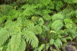 beautiful;beauty;bush;cyathea;endemic;fern;ferns;forest;forests;frond;fronds;green;heritage-area;N.Z.;native;native-bush;natives;natural;natural-scenery;nature;New-Zealand;NZ;ponga;pongas;punga;pungas;rain-forest;rain-forests;rain_forest;rain_forests;rainforest;rainforests;S.I.;scene;scenic;SI;South-Island;te-wahi-pounamu;te-wahipounamu;te-wahipounamu-south_west-new-zealand-world-heritage-area;tree-fern;tree-ferns;West-Coast;Westland;wood;woods;world-heirtage-site;world-heirtage-sites;world-heritage-area;world-heritage-areas