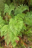 beautiful;beauty;bush;cyathea;endemic;fern;ferns;forest;forests;frond;fronds;green;heritage-area;N.Z.;native;native-bush;natives;natural;natural-scenery;nature;New-Zealand;NZ;ponga;pongas;punga;pungas;rain-forest;rain-forests;rain_forest;rain_forests;rainforest;rainforests;S.I.;scene;scenic;SI;South-Island;te-wahi-pounamu;te-wahipounamu;te-wahipounamu-south_west-new-zealand-world-heritage-area;tree-fern;tree-ferns;West-Coast;Westland;wood;woods;world-heirtage-site;world-heirtage-sites;world-heritage-area;world-heritage-areas