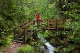 bridge;bridges;brook;brooks;creek;creeks;fern;ferns;flora;flow;foot-bridge;foot-bridges;footbridge;footbridges;forest;forestry;forests;green;hike;hiker;hikers;hiking;hiking-track;hiking-tracks;Lewis-Pass-Road;lush;N.Z.;native-bush;New-Zealand;NZ;outdoor;outdoors;pedestrian-bridge;pedestrian-bridges;people;person;S.I.;SI;South-Is.;South-Island;Springs-Junction;stream;streams;track;tracks;tramp;tramper;trampers;tramping;trek;treker;trekers;treking;trekker;trekkers;trekking;undergrowth;walk;walker;walkers;walking;walking-track;walking-tracks;water;watercourse;Waterfall-Walk-Track;Wesl-Coast;Westland;wet