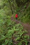 fern;ferns;flora;forest;forestry;forests;green;hike;hiker;hikers;hiking;hiking-track;hiking-tracks;Lewis-Pass-Road;lush;N.Z.;native-bush;New-Zealand;NZ;outdoor;outdoors;people;person;S.I.;SI;South-Is.;South-Island;Springs-Junction;track;tracks;tramp;tramper;trampers;tramping;trek;treker;trekers;treking;trekker;trekkers;trekking;walk;walker;walkers;walking;walking-track;walking-tracks;Waterfall-Walk-Track;Wesl-Coast;Westland