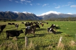 agricultural;agriculture;alp;alpine;alps;altitude;animal;animals;cattle;country;countryside;cow;cows;farm;farming;farmland;farms;fence;fence-line;fence-lines;fence_line;fence_lines;fenceline;fencelines;fences;field;fields;grass;grassy;Herbivore;Herbivores;Herbivorous;high-altitude;Livestock;main-divide;mammal;mammals;meadow;meadows;mount;Mount-Adams;mountain;mountain-peak;mountainous;mountains;mountainside;mt;Mt-Adams;mt.;Mt.-Adams;N.Z.;New-Zealand;NZ;paddock;paddocks;pasture;pastures;peak;peaks;range;ranges;rural;S.I.;SI;snow;snow-capped;snow_capped;snowcapped;snowy;South-Is.;south-island;southern-alps;stock;summit;summits;West-Coast;Westland