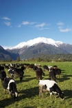 agricultural;agriculture;alp;alpine;alps;altitude;animal;animals;cattle;country;countryside;cow;cows;farm;farming;farmland;farms;field;fields;grass;grassy;Herbivore;Herbivores;Herbivorous;high-altitude;Livestock;main-divide;mammal;mammals;meadow;meadows;mount;Mount-Adams;mountain;mountain-peak;mountainous;mountains;mountainside;mt;Mt-Adams;mt.;Mt.-Adams;N.Z.;New-Zealand;NZ;paddock;paddocks;pasture;pastures;peak;peaks;range;ranges;rural;S.I.;SI;snow;snow-capped;snow_capped;snowcapped;snowy;South-Is.;south-island;southern-alps;stock;summit;summits;West-Coast;Westland