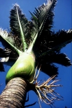 flower;flowers;frond;fronds;icon;icons;native;nature;new-zealand;palms;symbol;symbols;tree;trees;trunk