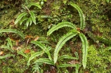bush;Button-Fern;Button-Ferns;fern;ferns;forest;frond;fronds;heritage-area;N.Z.;native;natural;natural-scenery;nature;New-Zealand;NZ;Pellaea-rotundifolia;S.I.;scene;SI;South-Island;te-wahi-pounamu;te-wahipounamu;te-wahipounamu-south_west-new-zealand-world-heritage-area;West-Coast;Westland;world-heirtage-site;world-heirtage-sites;world-heritage-area;world-heritage-areas