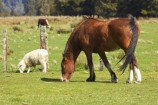 agricultural;agriculture;brown-horse;brown-horses;country;countryside;equestrian;farm;farming;farmland;farms;field;fields;Fox-Glacier;graze;grazing;Horse;horses;meadow;meadows;New-Zealand;paddock;paddocks;pasture;pastures;rural;sheep;South-Island;stock;West-Coast;westland