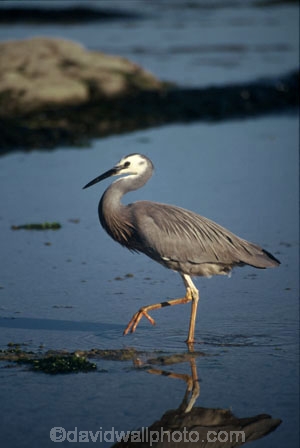 herons;bird;birds;feather;feathers;native;natives;fauna;natural;estuary;estuaries;birdwatcher;birdwatchers;bird-watcher;bird-watchers