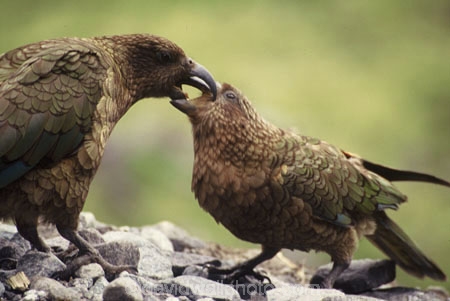 bird;birds;wildlife;native;feather;feathers;beak;beaks;nestor-notabilis;mother;feed