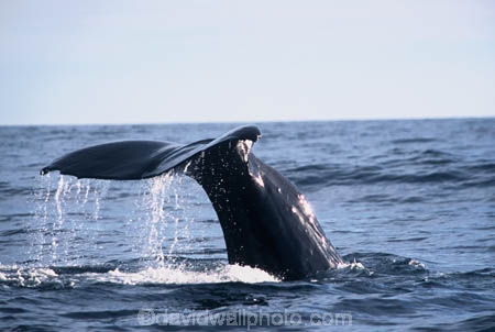 diving;tail;whale-tail;Physeter-macrocephalus;mammal;marine-mammal;cetacean;cetaceans;tails;sea;ocean