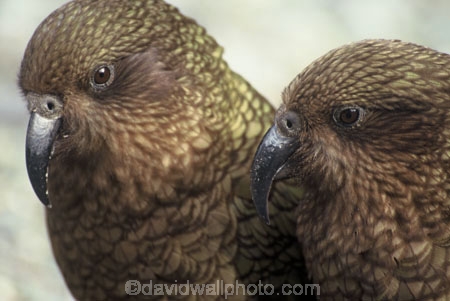 bird;birds;wildlife;native;feather;feathers;beak;beaks;nestor-notabilis;kea;keas;mountain-parrot;mountain-parrots;parrot;parrots;alpine-parrot;alpine-parrots;two;together;togetherness;friend;friends;friendship;beak;beaks;bill;bills