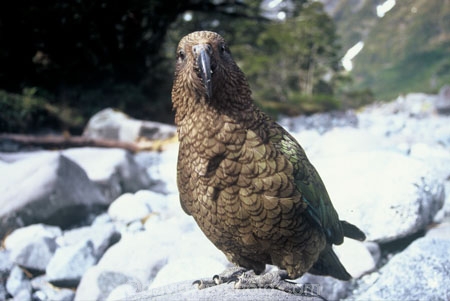 bird;birds;wildlife;native;feather;feathers;beak;beaks;nestor-notabilis