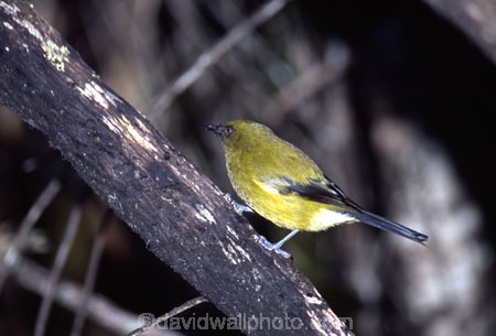 native-bird;natives;songbird;bell;song;liquid;chime;natural;nature;fauna;melody,birds;wildlife;feather;feathers;beak;beaks