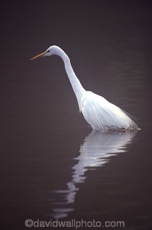herons;bird;birds;feather;feathers;native;natives;fauna;natural;estuary;estuaries