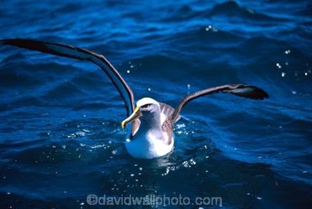 bird;birds;sea;ocean;oceans;feather;feathers;water;Diomedea-bulleri;marine;eco-tourism;eco_tourism;ecotourism;bird_watching;bird-watching