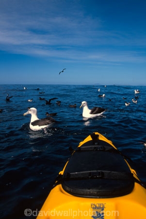 bird;birds;feather;feathers;sea;marine;ocean;seabird;seabirds;kayaks;mollymawk