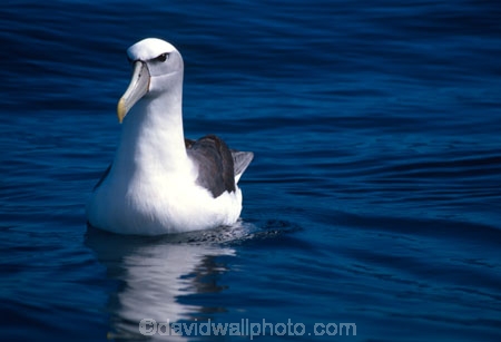 bird;birds;feather;feathers;sea;ocean;feeding;flight;Mollymawk;mollymawks;dunedin;mollyhawk;mollyhawks;marine;new-zealand;otago;pacific;ocean;sea;seabird;seabirds;beak-beaks;bill;bills;Diomedea-cauta