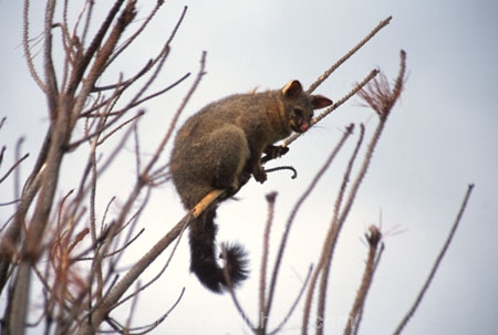 nocturnal;omnivorous;marsupial;introduced;species;vertebrate-pest;pest;fur;furs;skin;skins;hunt;hunted;tree;trees;branch;branches;climb;climber;tail