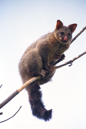 nocturnal;omnivorous;marsupial;introduced;species;vertebrate-pest;pest;fur;furs;skin;skins;hunt;hunted;tree;trees;branch;branches;climb;climber;tail
