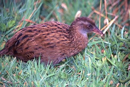 wekas;woodhens;rail-family;aquatic;freshwater-swamp;secretive;unwebbed-toes;flightless;inquisitive;brown;ground-based;native;natives