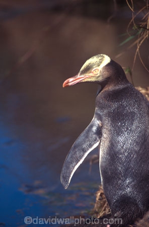 hoiho;wildlife;new-zealand;native;endangered;threatened;protected;nature;natural-history;yellow;eyed