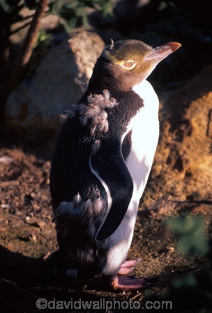 hoiho;wildlife;new-zealand;native;endangered;threatened;protected;nature;natural-history;yellow;eyed