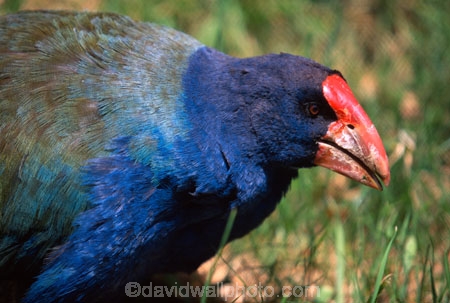 extinct;rediscovered;bird;birds;ornithology;ornithological;Orbell;Geoffrey-Orbell;blue;green;feathers;flightless;Murchison-Mountains;endemic;native;moho;Parphyria-mantelli-hachstetteri;captivity;wild;rail-family;rail;Doctor-Orbell;Dr-Orbell