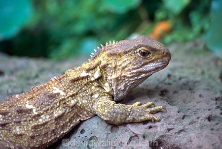 animal;dragon;dragons;lizard;lizards;natural;nature;reptile;reptiles;rhynchocephalia;Sphenodon-punctatus;tuataras;wildlife