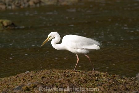 Animal;Animals;Aquatic-bird;Aquatic-birds;bird;birds;Egretta-alba;endangered;estuaries;estuary;fauna;feather;feathers;heron;herons;Kotuku;native;natives;natural;Nature;New-Zealand;Ornithology;rare;South-Island;threatened;Wading-bird;Wading-birds;white;White-Heron;Wild;Wildlife