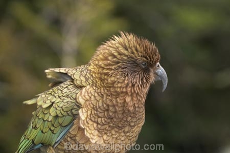 alpine-parrot;alpine-parrots;Animal;Animals;beak;beaks;bird;birds;cheeky;fauna;feather;feathers;indigenous;Kea;keas;native;natives;natural;Nature;nestor-notabilis;New-Zealand;New-Zealand-Alpine-Parrot;Ornithology;parrot;parrots;South-Island;Wild;wildlife