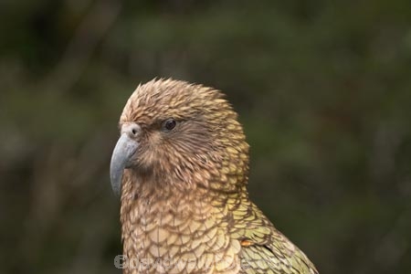 beak;beaks;bird;birds;feather;feathers;native;nestor-notabilis;wildlife;Animal;Animals;fauna;natives;natural;Nature;New-Zealand;Ornithology;South-Island;Wild;Kea;New-Zealand-Alpine-Parrot;parrot;parrots;keas;alpine-parrot;alpine-parrots;cheeky;indigenous