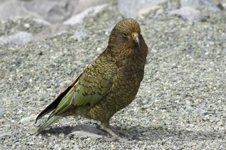 beak;beaks;bird;birds;feather;feathers;native;nestor-notabilis;wildlife;Animal;Animals;fauna;natives;natural;Nature;New-Zealand;Ornithology;South-Island;Wild;Kea;New-Zealand-Alpine-Parrot;parrot;parrots;keas;alpine-parrot;alpine-parrots;cheeky;indigenous