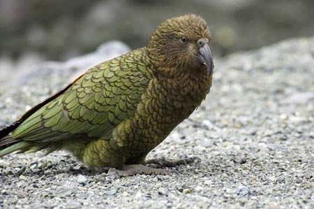 beak;beaks;bird;birds;feather;feathers;native;nestor-notabilis;wildlife;Animal;Animals;fauna;natives;natural;Nature;New-Zealand;Ornithology;South-Island;Wild;Kea;New-Zealand-Alpine-Parrot;parrot;parrots;keas;alpine-parrot;alpine-parrots;cheeky;indigenous