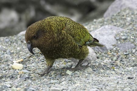 beak;beaks;bird;birds;feather;feathers;native;nestor-notabilis;wildlife;Animal;Animals;fauna;natives;natural;Nature;New-Zealand;Ornithology;South-Island;Wild;Kea;New-Zealand-Alpine-Parrot;parrot;parrots;keas;alpine-parrot;alpine-parrots;cheeky;indigenous