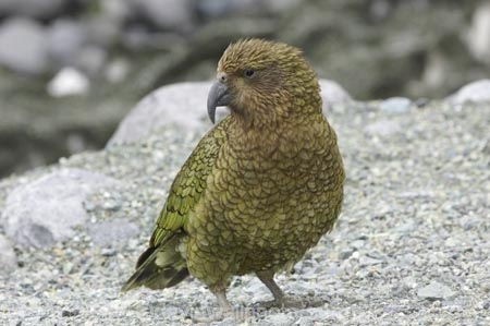 beak;beaks;bird;birds;feather;feathers;native;nestor-notabilis;wildlife;Animal;Animals;fauna;natives;natural;Nature;New-Zealand;Ornithology;South-Island;Wild;Kea;New-Zealand-Alpine-Parrot;parrot;parrots;keas;alpine-parrot;alpine-parrots;cheeky;indigenous