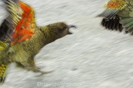beak;beaks;bird;birds;feather;feathers;native;nestor-notabilis;wildlife;Animal;Animals;fauna;natives;natural;Nature;New-Zealand;Ornithology;South-Island;Wild;Kea;New-Zealand-Alpine-Parrot;parrot;parrots;keas;alpine-parrot;alpine-parrots;cheeky;indigenous;chase;frighten;scare;orange;fly;chasing