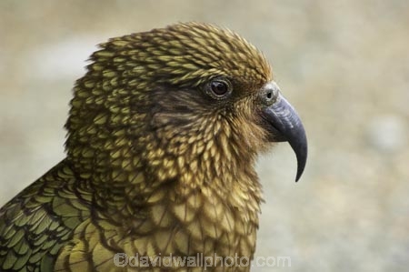 beak;beaks;bird;birds;feather;feathers;native;nestor-notabilis;wildlife;Animal;Animals;fauna;natives;natural;Nature;New-Zealand;Ornithology;South-Island;Wild;Kea;New-Zealand-Alpine-Parrot;parrot;parrots;keas;alpine-parrot;alpine-parrots;cheeky;indigenous