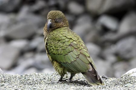 beak;beaks;bird;birds;feather;feathers;native;nestor-notabilis;wildlife;Animal;Animals;fauna;natives;natural;Nature;New-Zealand;Ornithology;South-Island;Wild;Kea;New-Zealand-Alpine-Parrot;parrot;parrots;keas;alpine-parrot;alpine-parrots;cheeky;indigenous