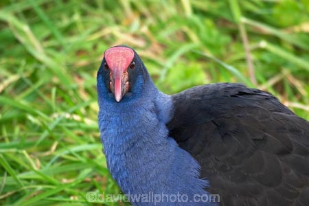 animal;animals;beakbeaks;bird;bird-watcher;bird-watchers;bird-watching;bird_watcher;birds;birdwatcher;birdwatchers;birdwatching;blue;fauna;feather;feathered;feathers;flies;flight;fly;native;natives;natural;nature;New-Zealand;ornithological;ornithology;orthnological;orthnology;Porphyrio-porphyrio;protected;pukeko;Purple-Swamphen;Purple-Swamphens;red;South-Island;swamp-hen;swamp-hens;swamp_hen;swamp_hens;swamphen;swamphens;watcher;wildlife