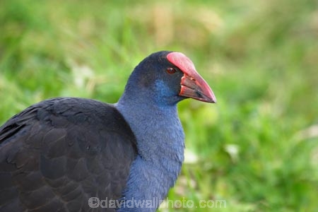 animal;animals;beakbeaks;bird;bird-watcher;bird-watchers;bird-watching;bird_watcher;birds;birdwatcher;birdwatchers;birdwatching;blue;fauna;feather;feathered;feathers;flies;flight;fly;native;natives;natural;nature;New-Zealand;ornithological;ornithology;orthnological;orthnology;Porphyrio-porphyrio;protected;pukeko;Purple-Swamphen;Purple-Swamphens;red;South-Island;swamp-hen;swamp-hens;swamp_hen;swamp_hens;swamphen;swamphens;watcher;wildlife